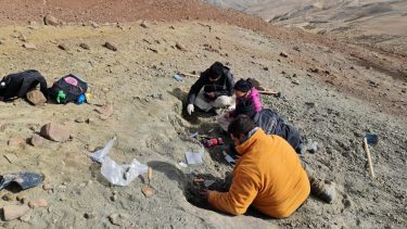 En Santa Cruz, científicos encontraron restos de insectos conservados en tres dimensiones en rocas de aspecto normal.