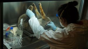 Por qué hay que prestarle atención a las garrapatas en Patagonia