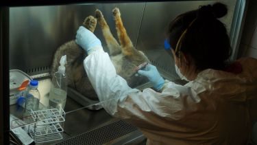 La científica extrae garrapatas de un zorro gris que había muerto por haber sido atropellado en la ruta/ Crédito Sergio Abate. 