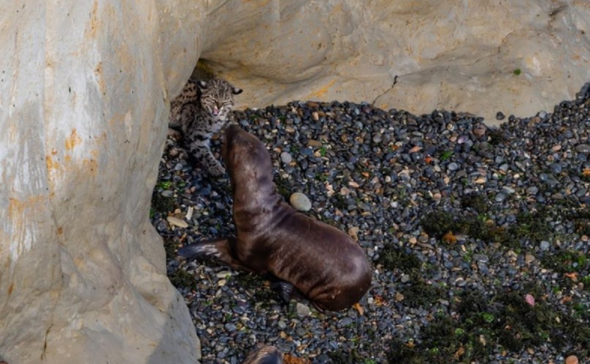 Desde el jueves al domingo pasado, observaron al gato montés junto a los lobos marinos. Foto Gentileza El Chubut.