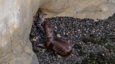 Desde el jueves al domingo pasado, observaron al gato montés junto a los lobos marinos. Foto Gentileza El Chubut.