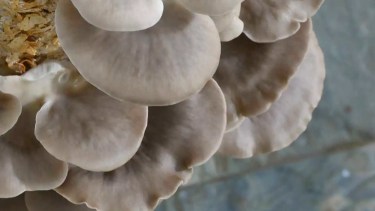 El bagazo de cerveza puede ser utilizado como un sustrato nutritivo para el crecimiento de hongos ostra. Foto: archivo