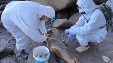 La gripe aviar afectó el año pasado a lobos marinos de Sudamérica, incluyendo los de la costa de Río Negro