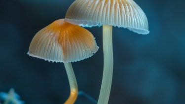 En Bariloche: empieza megaevento para aprender todo sobre los hongos patagónicos