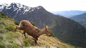 Capturan hermosas postales de un huemul en el Parque Nacional Lago Puelo, un lugar lleno de magia
