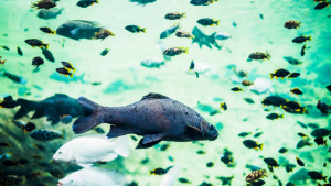 Grecia se convierte en el primer país europeo en prohibir la pesca de arrastre de fondo en parques marinos