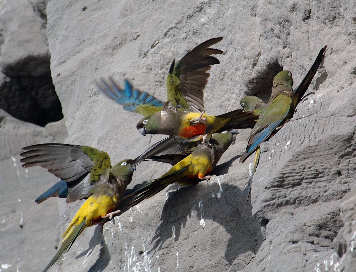 la-colonia-de-loros-m-s-grande-del-mundo-a-n-sigue-sin-protecci-n