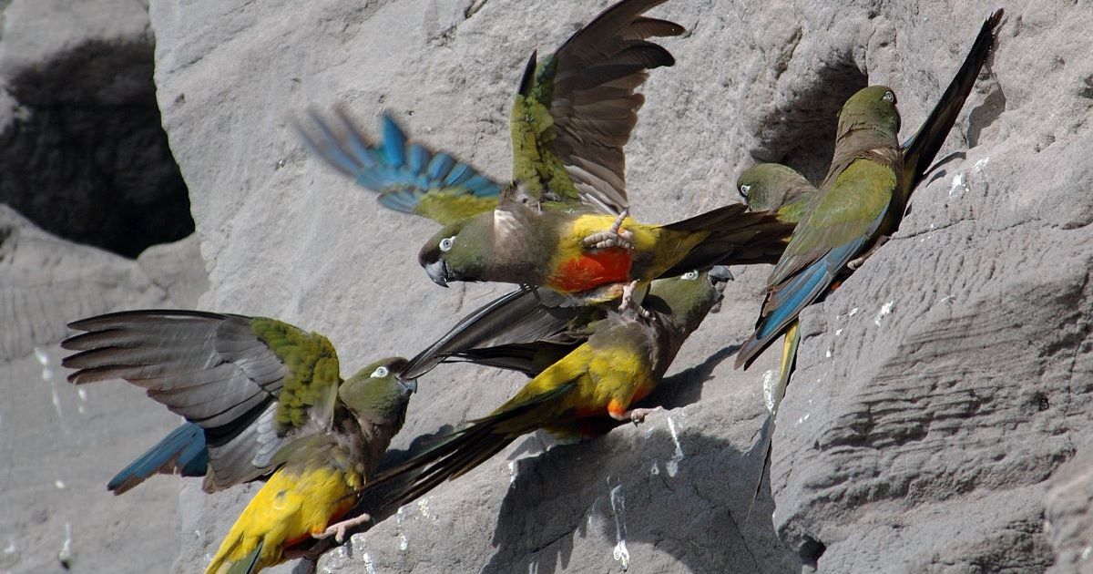 La colonia de loros más grande del mundo aún sigue sin protección ...