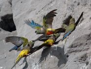 La Colonia De Loros M s Grande Del Mundo A n Sigue Sin Protecci n La Colonia De Loros M s Grande Del Mundo A n Sigue Sin Protecci n