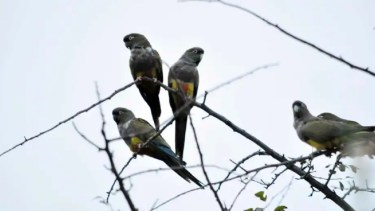 Loros y cotorras transmiten una enfermedad llamada psitacosis. Foto archivo. 