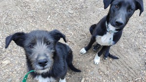 En San Antonio habrá un desfile de animales de compañía: ¿querés saber cómo participar con el tuyo?