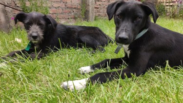 En San Antonio Oeste habrá u desfile de animalitos de compañía. Podés llevar el tuyo, o adoptar alguno de los que están en tránsito, buscando un hogar