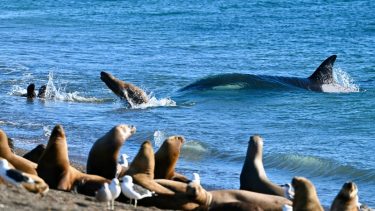 De Puerto Madryn a Península Valdés, el día que un fotógrafo encontró lo que soñaba