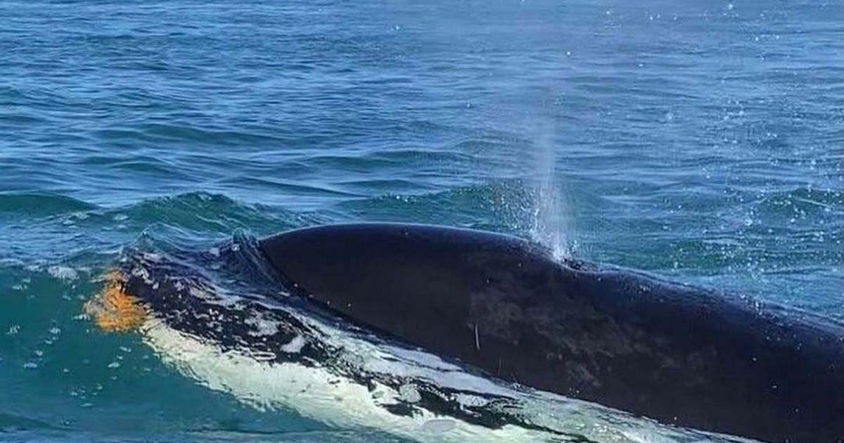 Pescaban en un bote en Puerto Madryn, aparecieron las orcas con sus crías y filmaron esta maravilla thumbnail