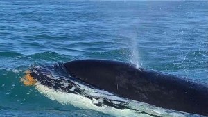 Pescaban en un bote en Puerto Madryn, aparecieron las orcas con sus crías y filmaron esta maravilla
