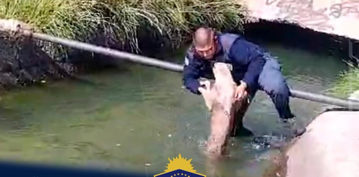 Policía rescató a un perro que se ahogaba en un canal de Centenario 