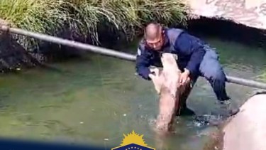 Policía rescató a un perro que se ahogaba en un canal de Centenario 