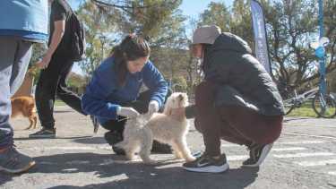 Perritos felices al aire libre en la plaza. Foto: gentileza