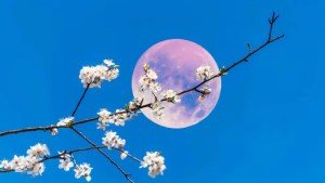 Rituales mágicos y energéticos para la próxima Luna Llena Rosa, que se verá en Argentina