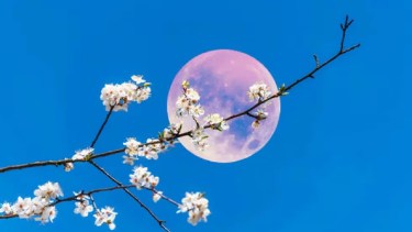 La Luna Llena Rosa es un importante evento energético.-