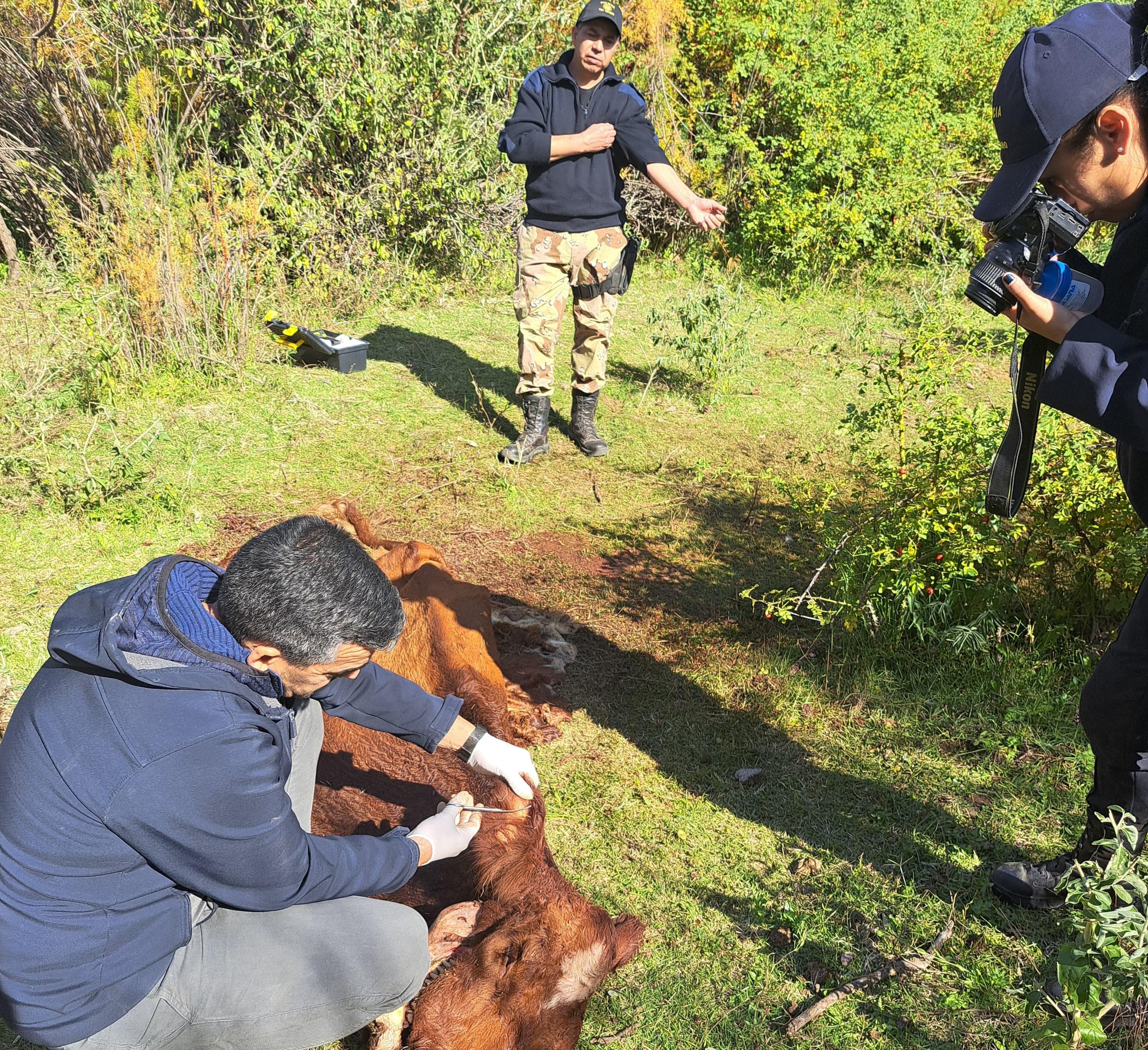 El personal de la policía realizó las diligencias en el campo ubicado en la zona de la Isla 78, en Valle Azul. foto: gentileza.