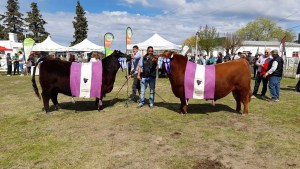 Fiestas populares en Río Negro: tres eventos imperdibles para este fin de semana