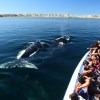 Imagen de Llegaron las ballenas a Puerto Madryn: cuánto cuesta embarcarse para verlas y la playa donde están a metros de la orilla