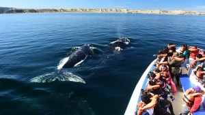 Llegaron las ballenas a Puerto Madryn: cuánto cuesta embarcarse para verlas y la playa donde están a metros de la orilla