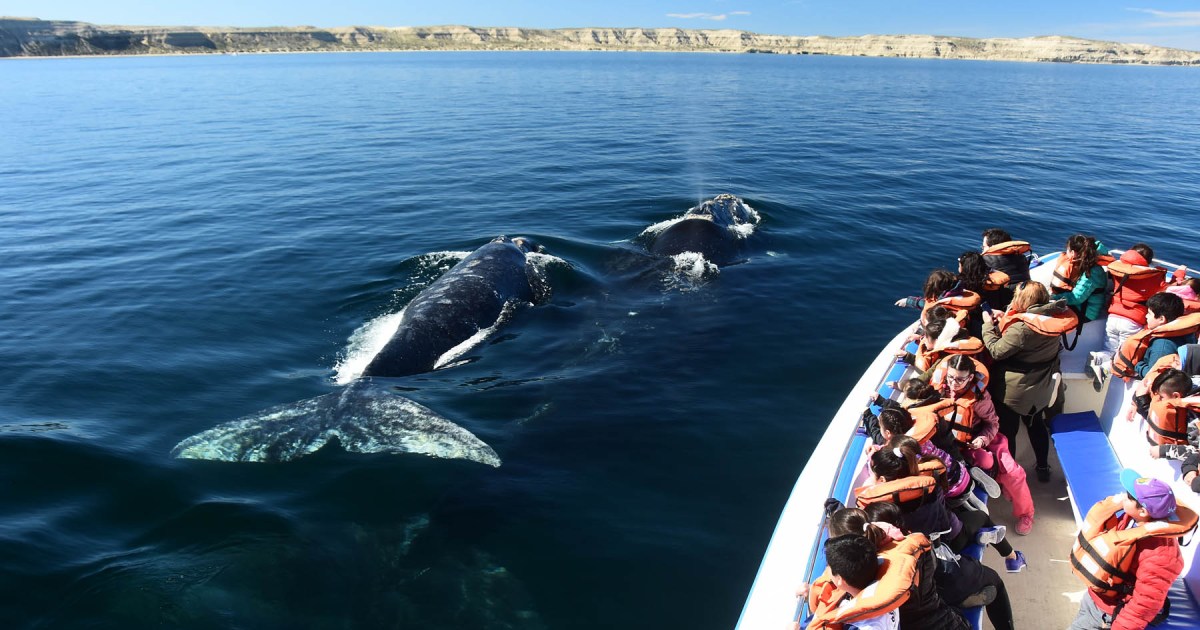 The whales have arrived in Puerto Madryn: how a lot does it price to see them and the ocean simply meters from the shore