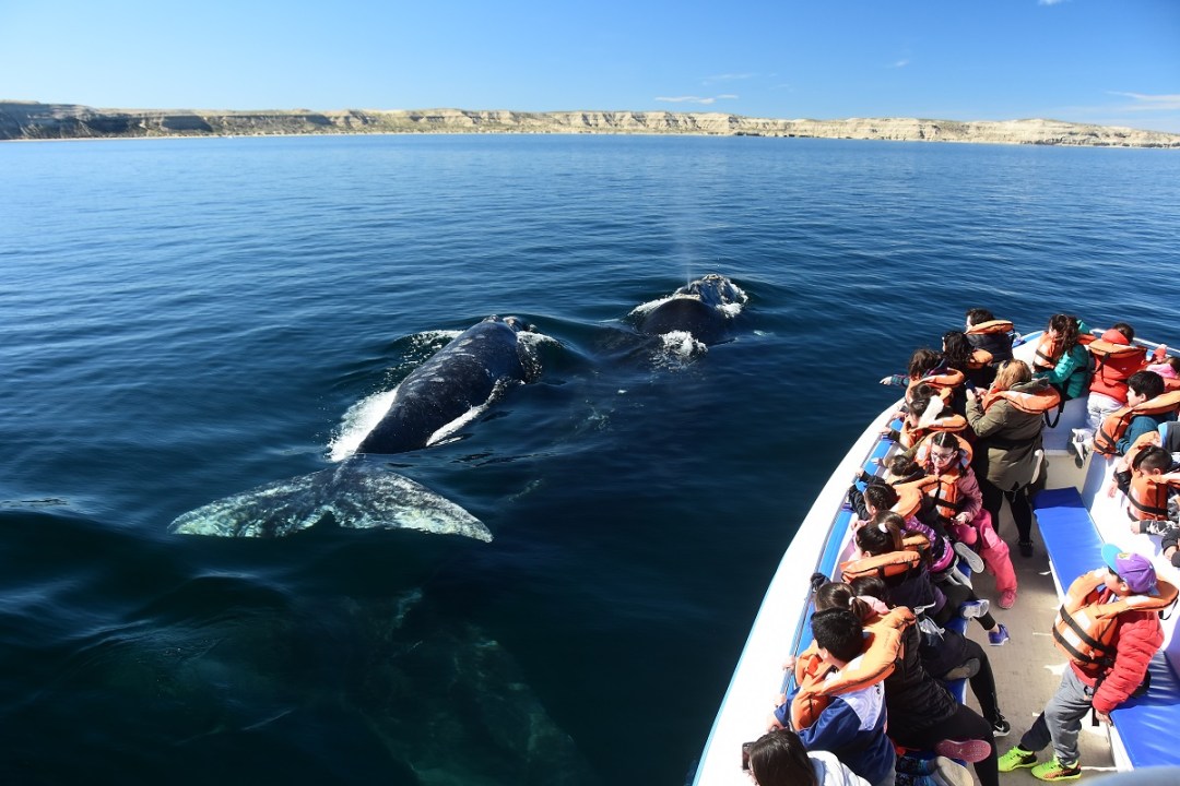 En Junio comienza la temporada de ballenas, y todos los caminos conducen a Puerto Madryn