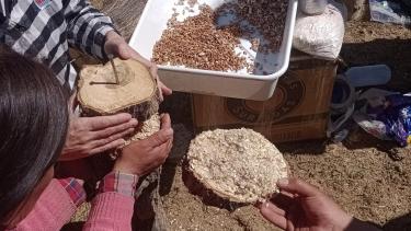 El hongo crece como alternativa productiva