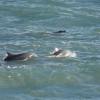 Imagen de Las fotos del paseo familiar de estos delfines en La Lobería te van a encantar