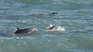 Las fotos del paseo familiar de estos delfines en La Lobería te van a encantar