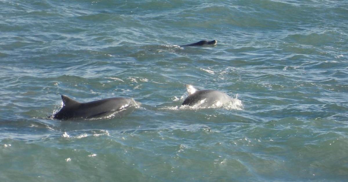 Las fotos del paseo familiar de estos delfines en La Lobería te van encantar thumbnail