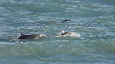 Un grupo de delfines nariz de botella o también conocidas como toninas ofrecieron un hermoso espectáculo en La Lobería. Foto: Nicolás León. 