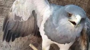 Salvaron a un águila herida de un disparo en el norte neuquino: «Teníamos miedo de que no pudiera volar»