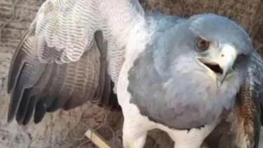 El animal pasó varias semanas en rehabilitación. Foto: ReflejoNeuquino