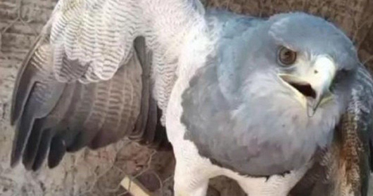 Salvaron a un águila herida de un disparo en el norte neuquino: «Teníamos miedo de que no pudiera volar» thumbnail