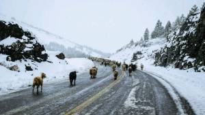 En fotos: así fue el rescate en la nieve de tres crianceros del norte neuquino