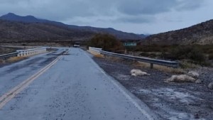 Atropelló a varios chivos en la Ruta 40 y se fugó, cerca de Chos Malal: identificaron un auto, pero continúa la investigación