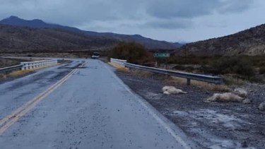 Habría atropellado al menos 10 chivos. Foto: https://www.facebook.com/profile.php?id=100004292896605
