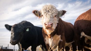 Río Negro llevó a nación la propuesta de unificar a todo el país el estatus sanitario libre de aftosa sin vacunación. Archivo