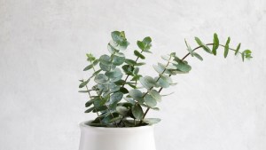 Ritual con eucalipto super poderoso: cinco pasos para hacerlo y atraer prosperidad