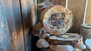 Gírgolas: los hongos comestibles que son una opción para la huerta