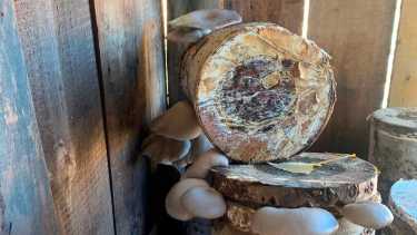 Gírgolas. Son una variedad de hongos capaces de sustituir los alimentos proteicos de origen animal. Foto: Gentileza.