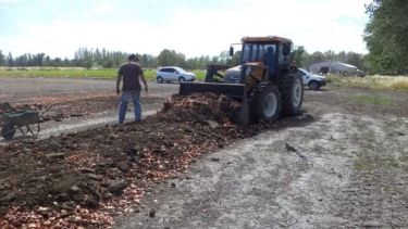 Con un tractor se tritura el material para luego pasar a la etapa de degradación. Foto: Gentileza, Prensa UNCo