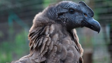 “El cóndor puede volar por más de 300 kilómetros en un día, a 200 km por hora y a miles de metros de altura”, explicaron.