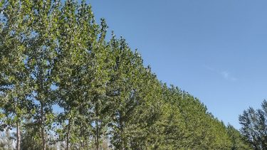 Cortinas de álamos. En Patagonia Norte se usan con una orientación oeste y suroeste para disminuir la velocidad de los vientos.