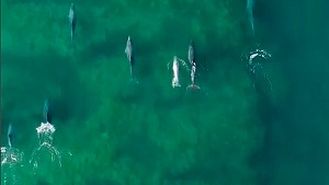 Video: tiene 17 años y filmó con su drone estas imágenes únicas de los delfines de Las Grutas, mirá&#8230;