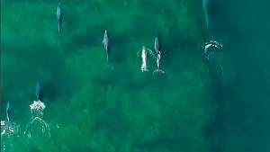 Video: tiene 17 años y filmó con su drone estas imágenes únicas de los delfines de Las Grutas, mirá…